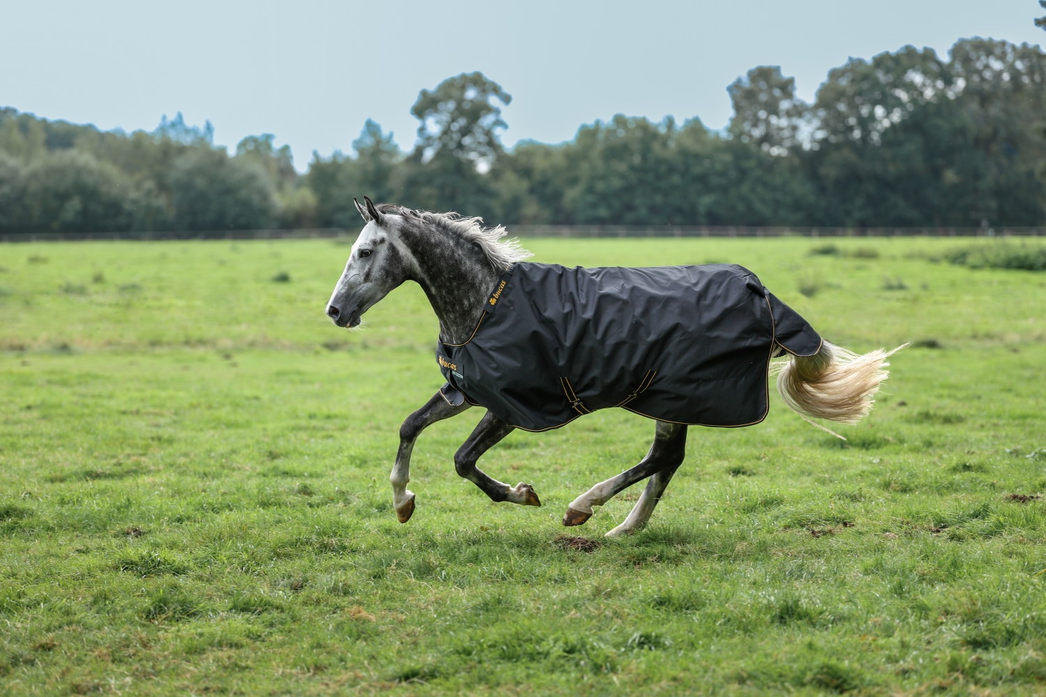 Bucas aktualizacja oferty (5)